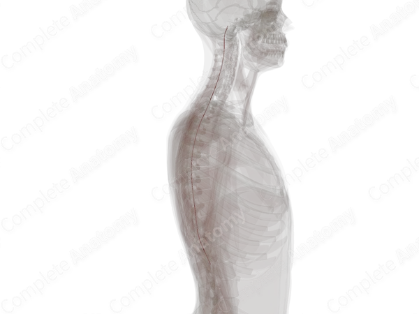 Posterior Spinal Arteries