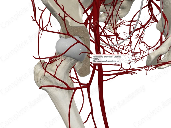 Ascending Branch of Uterine Artery