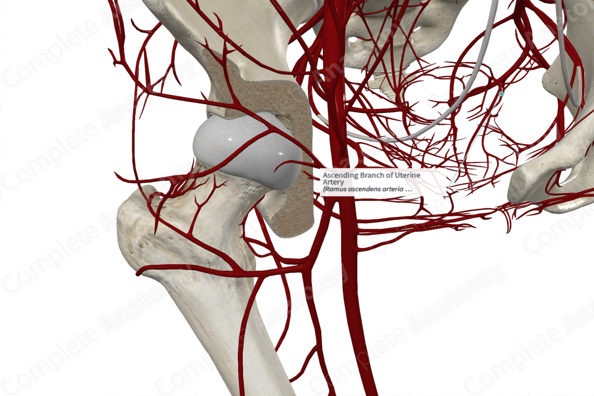 Ascending Branch of Uterine Artery 