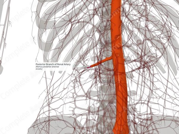 Posterior Branch of Renal Artery (Left)