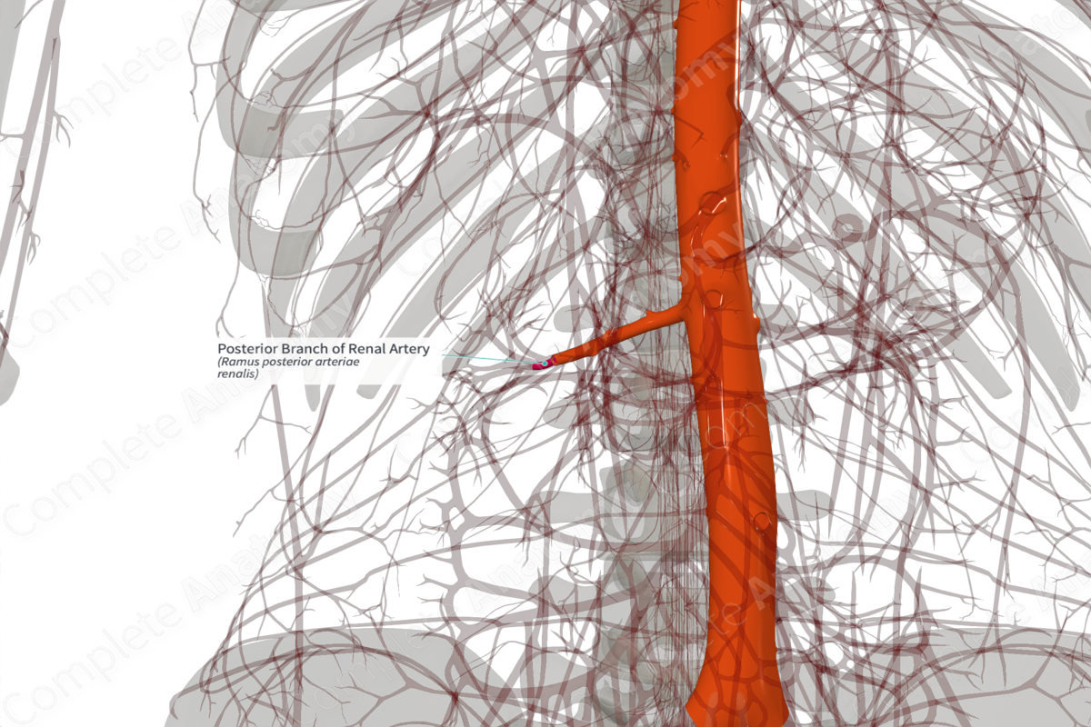 Posterior Branch of Renal Artery (Left)