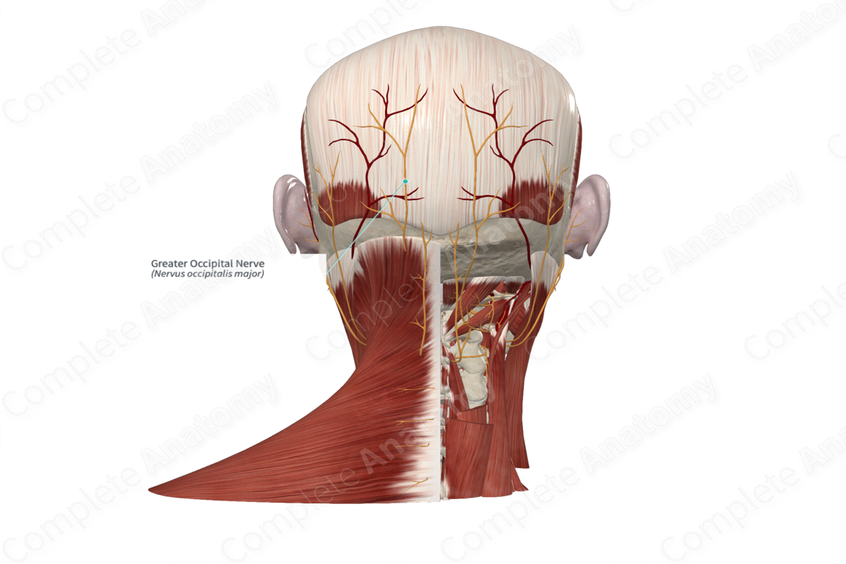 Greater Occipital Nerve 