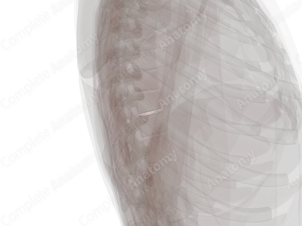 Intervertebral Symphysis (T9-T10)