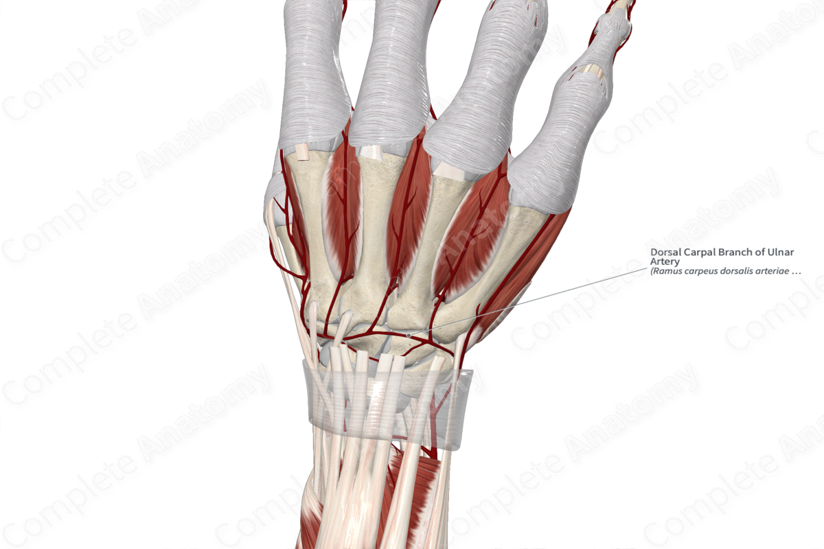 Dorsal Carpal Branch of Ulnar Artery | Complete Anatomy