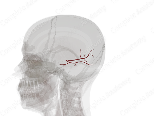 Branches of Posterior Cerebral Artery (Left)