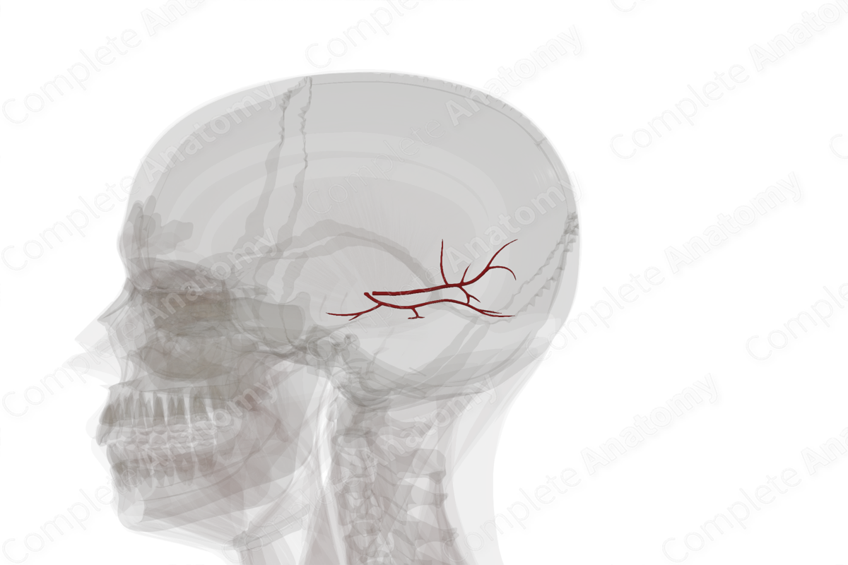 Branches of Posterior Cerebral Artery (Left)