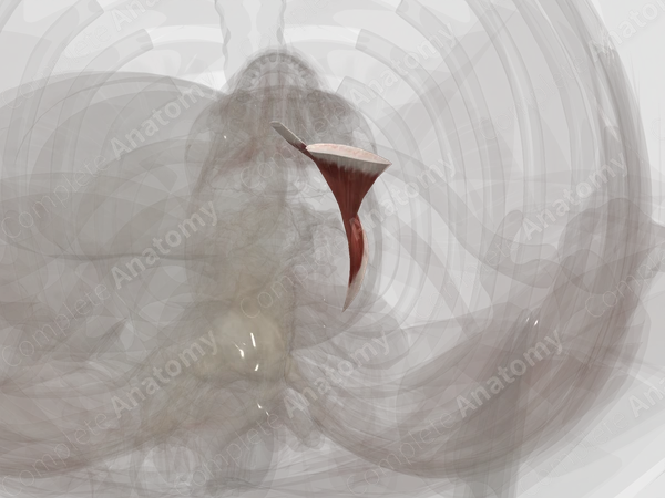 Sternocleidomastoid Muscle (Left)