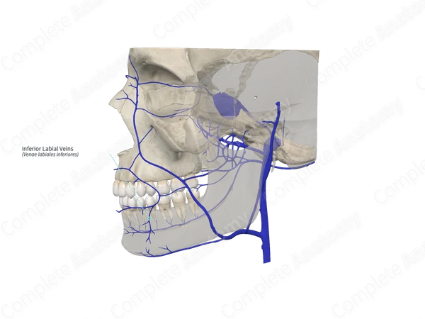 Inferior Labial Veins