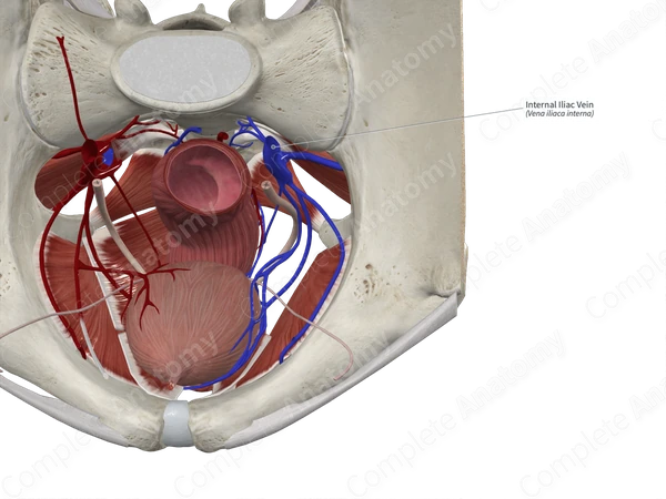 Internal Iliac Vein 