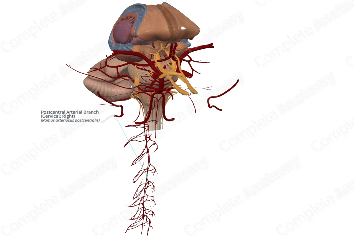 Postcentral Arterial Branch (Cervical; Right)