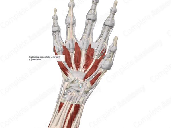 Radioscaphocapitate Ligament