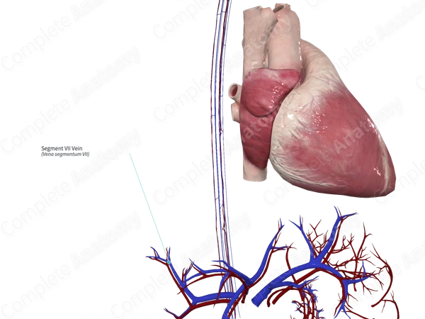 Segment VII Vein