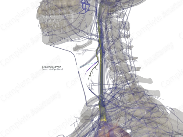 Cricothyroid Vein (Right)