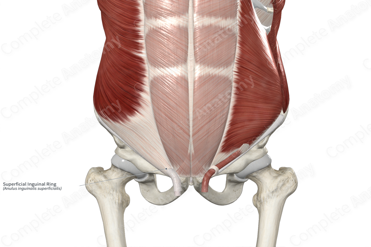 Anterior abdominal wall - ppt download