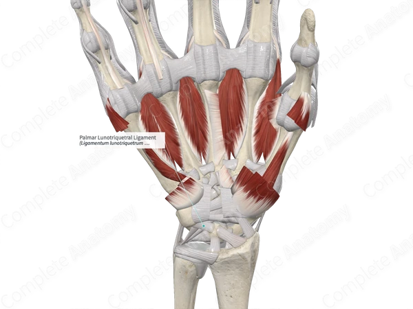 Palmar Lunotriquetral Ligament