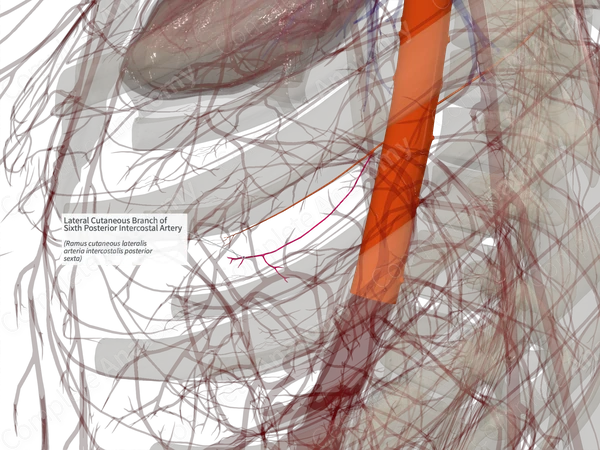 Lateral Cutaneous Branch of Sixth Posterior Intercostal Artery (Left)