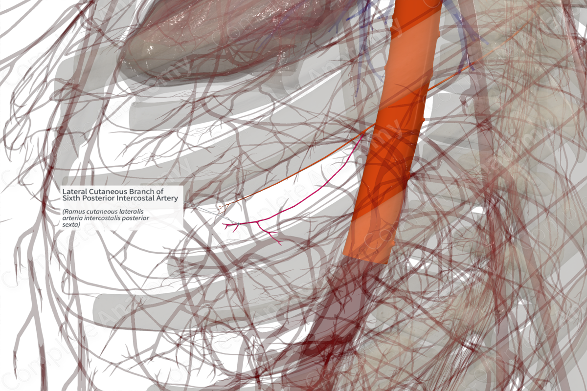 Lateral Cutaneous Branch of Sixth Posterior Intercostal Artery (Left)