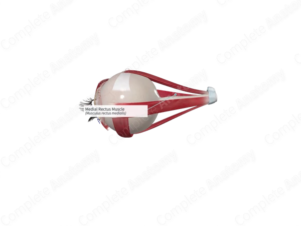 Medial Rectus Muscle