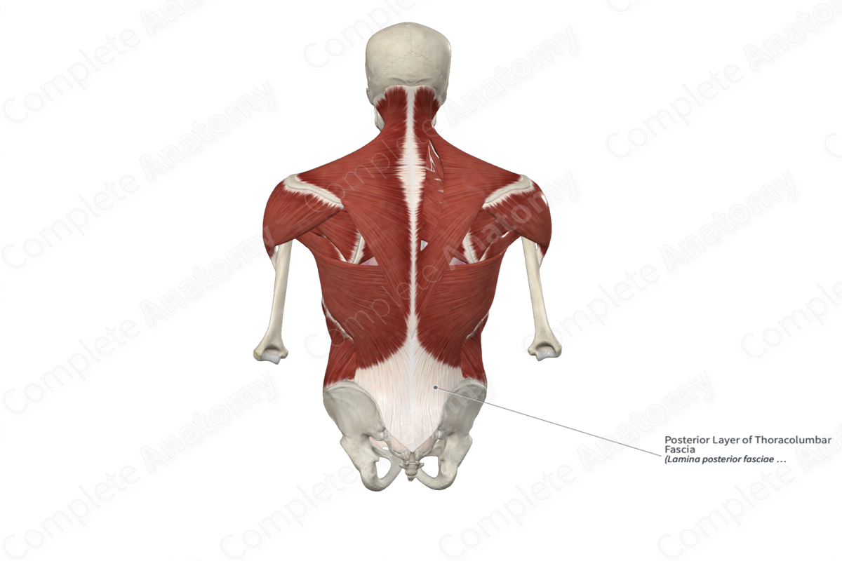 Posterior Layer of Thoracolumbar Fascia 