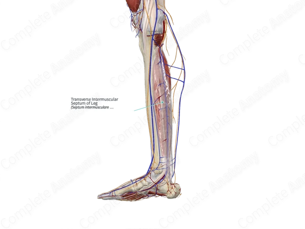 Transverse Intermuscular Septum of Leg