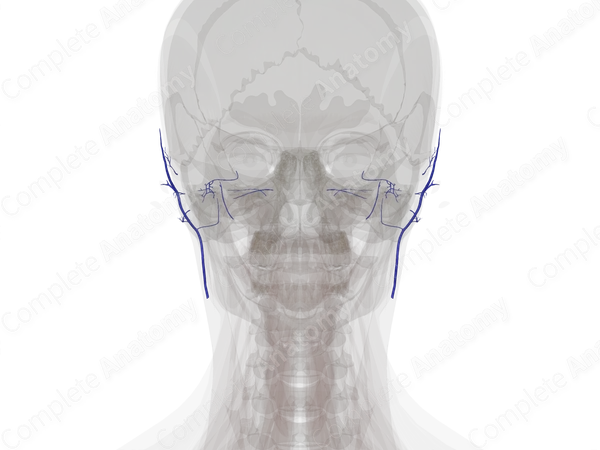Veins of Ear