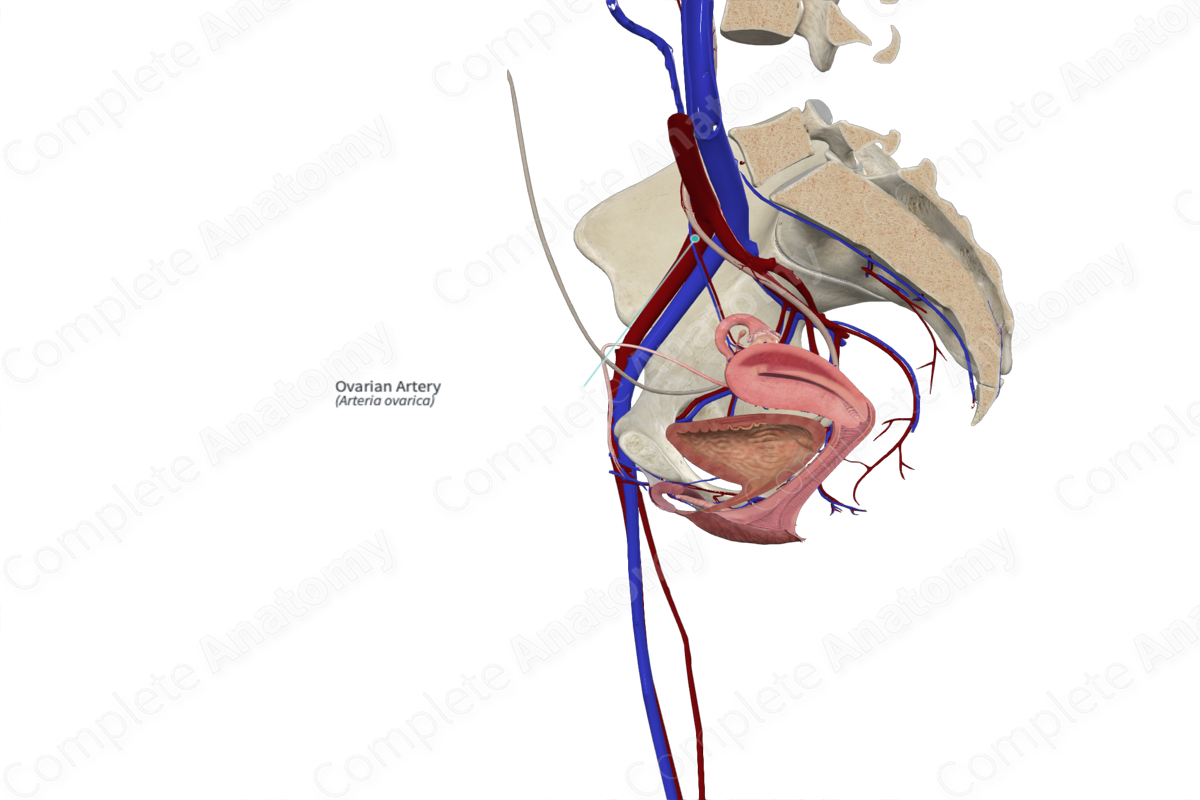 Ovarian Artery (Right)
