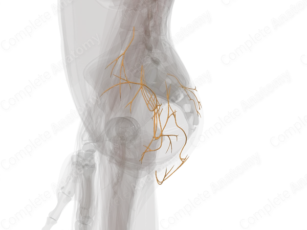 Nerves of Gluteal Region (Left)