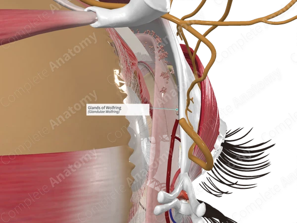 Glands of Wolfring