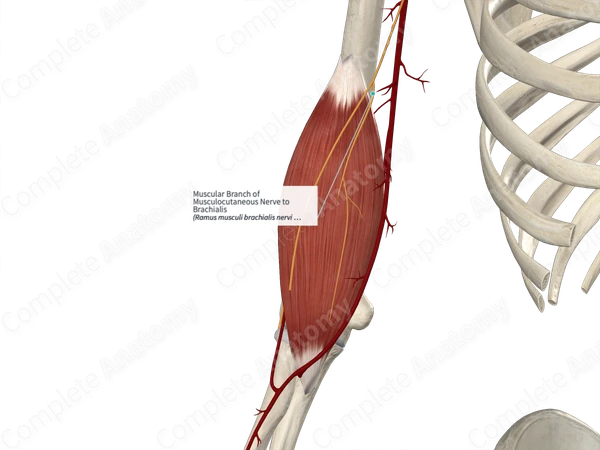 Muscular Branch of Musculocutaneous Nerve to Brachialis 