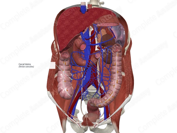 Cecal Veins