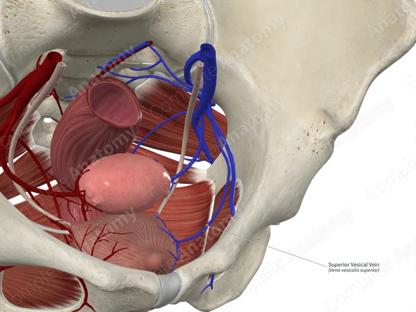 Superior Vesical Vein 