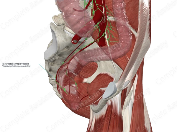 Pararectal Lymph Vessels