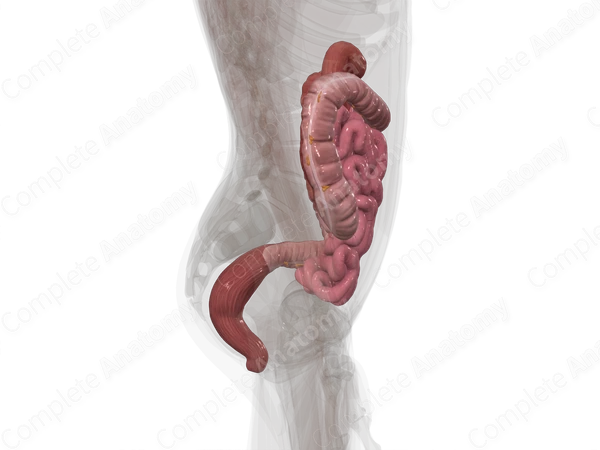 Lower Digestive Canal