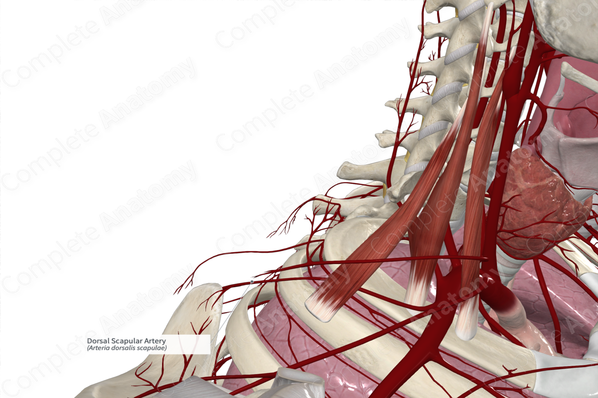 Dorsal Scapular Artery 
