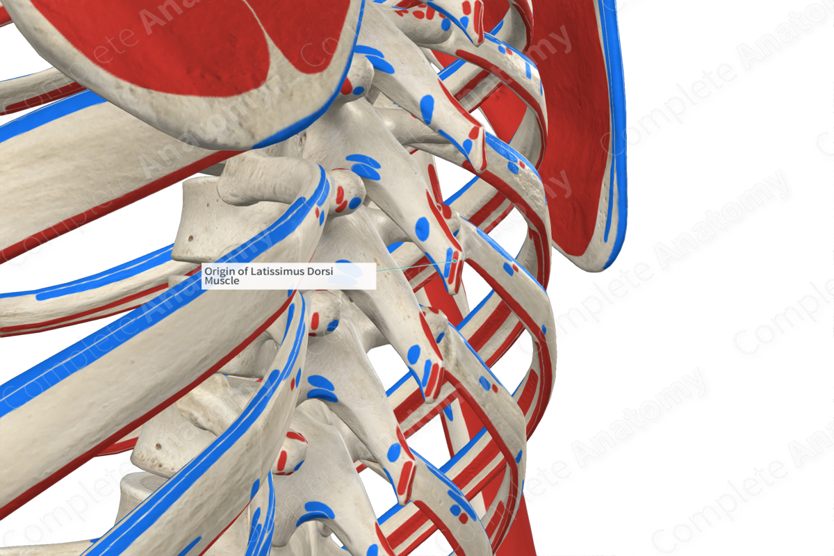 Origin of Latissimus Dorsi Muscle