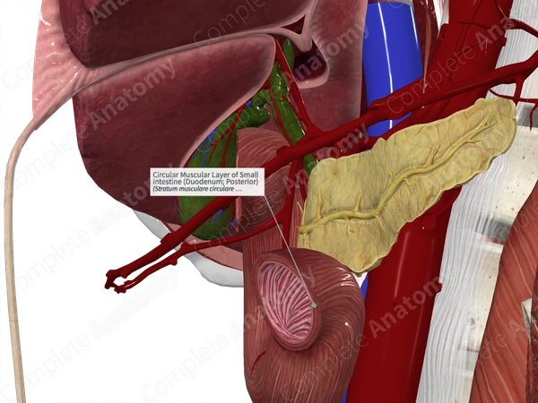 Circular Muscular Layer of Small intestine (Duodenum; Posterior)