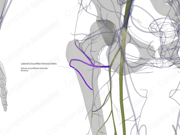 Lateral Circumflex Femoral Veins (Right)