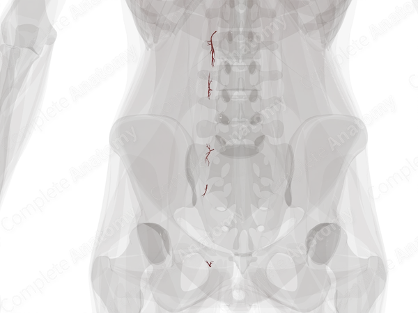 Arteries of Ureter (Left)