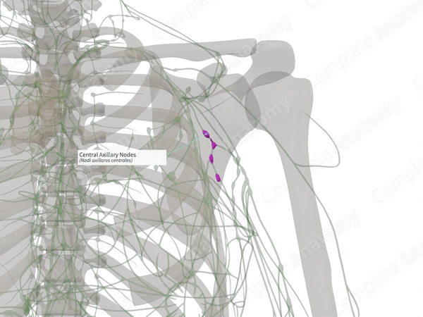 Central Axillary Nodes (Left)
