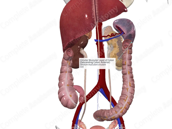 Circular Muscular Layer of Colon (Descending Colon: Anterior)