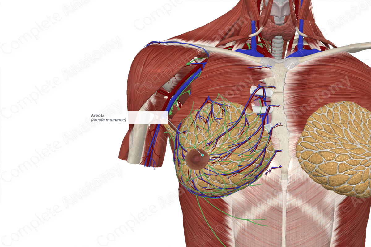 Areola | Complete Anatomy
