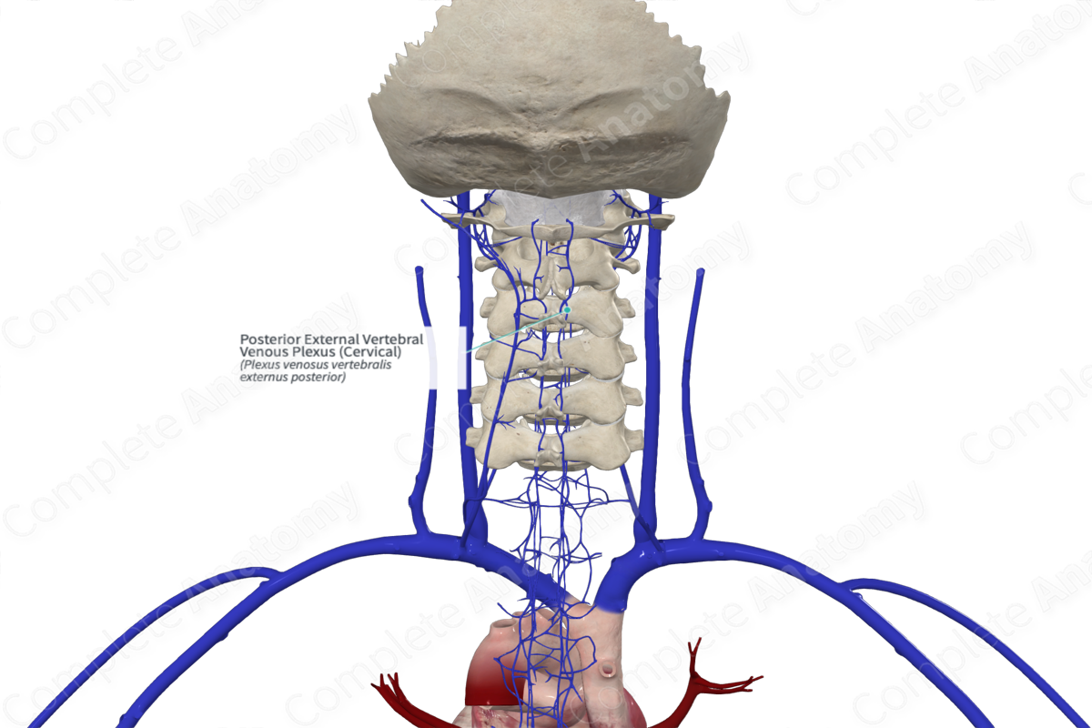 Posterior External Vertebral Venous Plexus (Cervical)