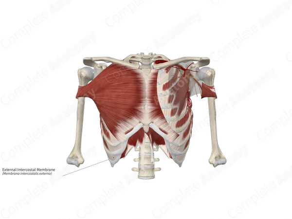 External Intercostal Membrane