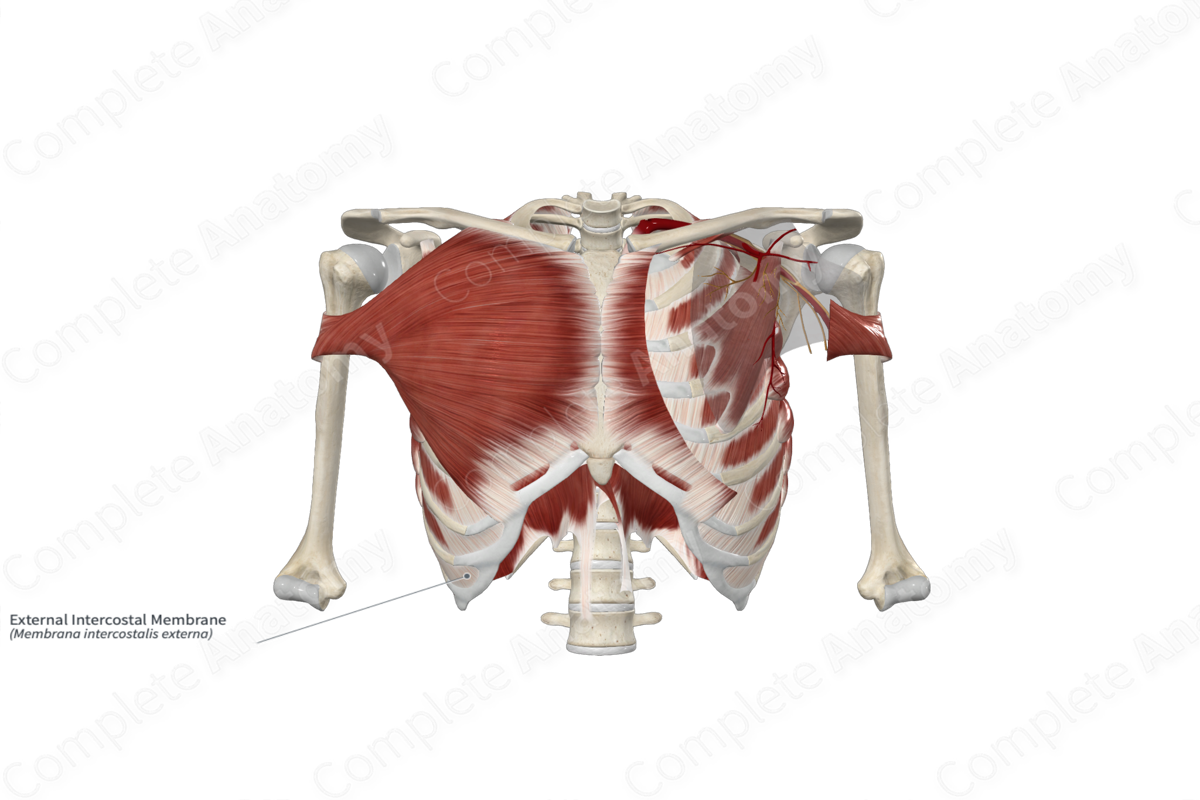 External Intercostal Membrane 