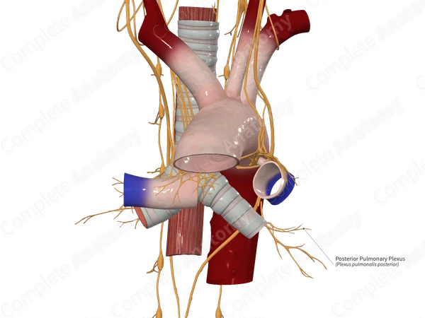 Posterior Pulmonary Plexus