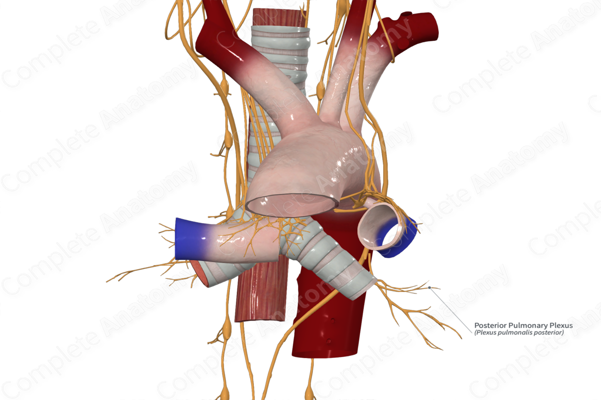 Posterior Pulmonary Plexus 