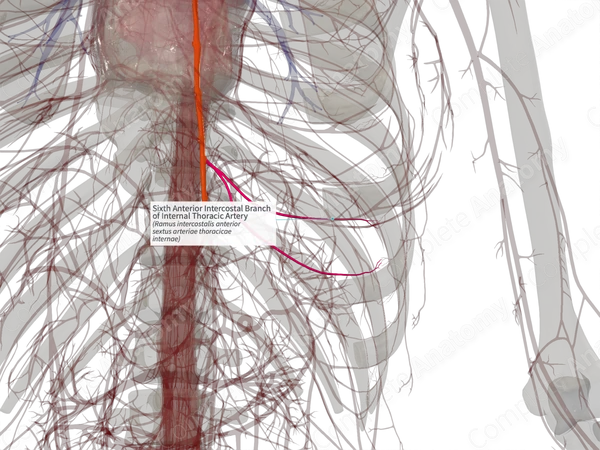 Sixth Anterior Intercostal Branch of Internal Thoracic Artery (Left)