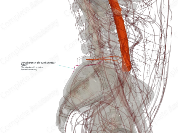 Dorsal Branch of Fourth Lumbar Artery (Left)