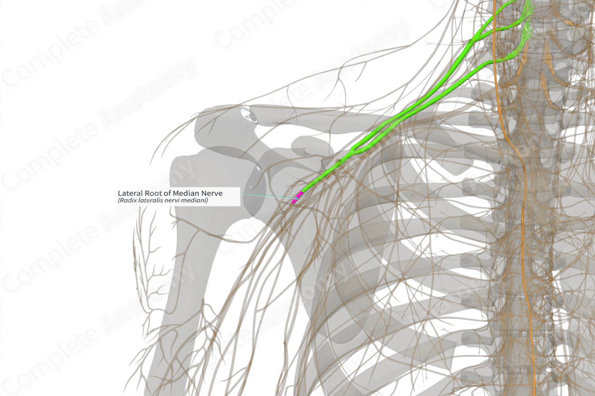 Lateral Root of Median Nerve (Left)