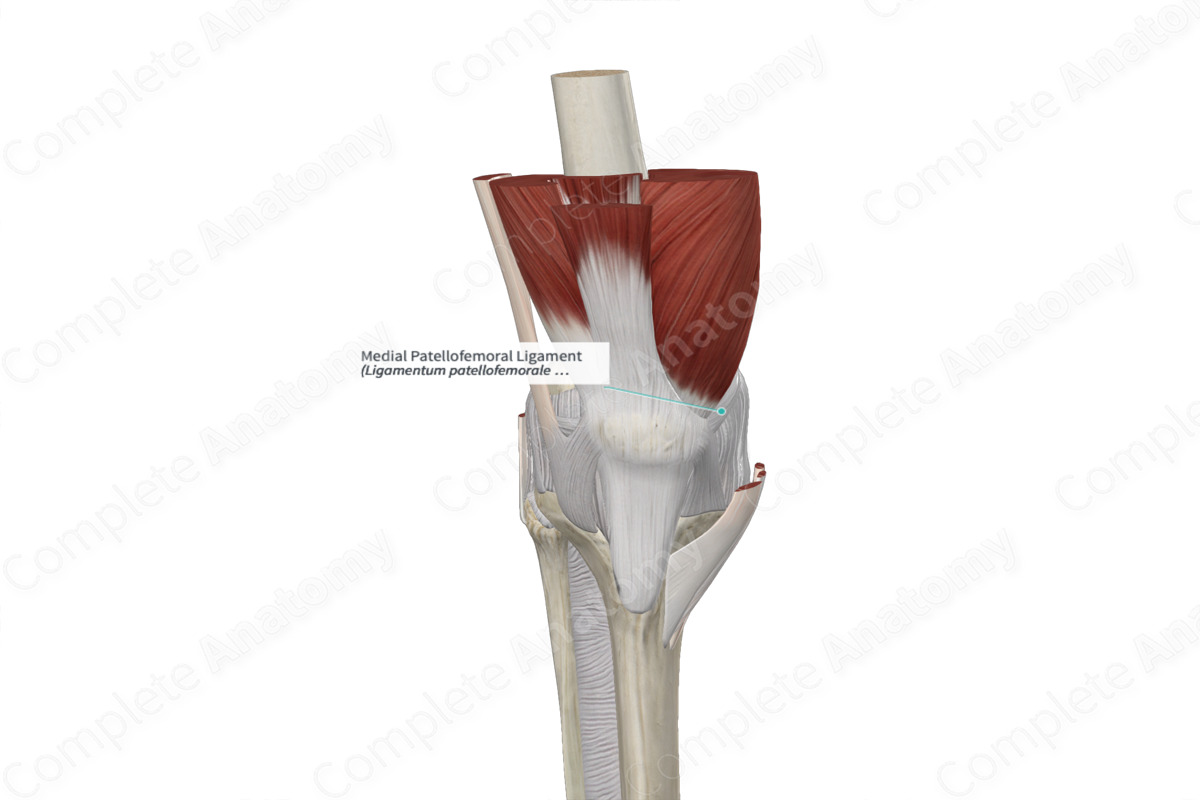 Your Patellofemoral Ligaments and Cartilage - Spring Loaded Technology